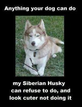 Husky owners can relate...!! Husky Humor, Walking Dogs, Husky Pics, Husky Funny, Cute Husky, Husky Mom, Husky Lover, Dog Quotes Funny, My Husky