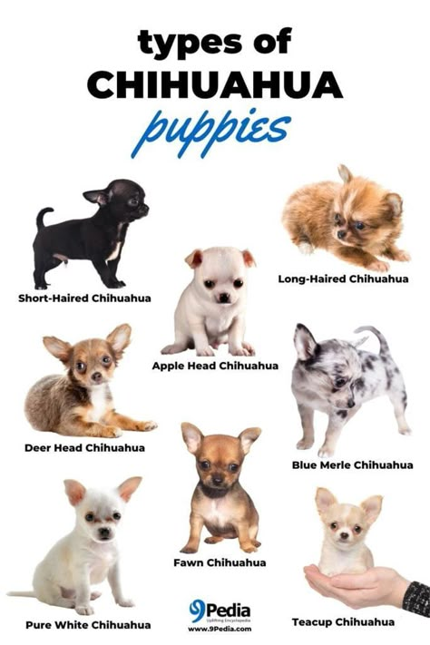 (chĭ-wä′wä, -wə) n. Cute Chihuahua Puppies, Types Of Chihuahua, Chihuahua Mix Puppies, Chihuahua Quotes, Psy Chihuahua, Chihuahuas Dogs, Chihuahua Breeds, Chihuahua Owner, Puppy Chihuahua