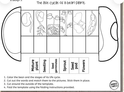 Bean Life Cycle, Plant Life Cycle Worksheet, Preschool Activity Sheets, Animal Crafts Preschool, Plants Worksheets, Life Cycle Craft, September Activities, Early Childhood Learning, Classroom Art Projects