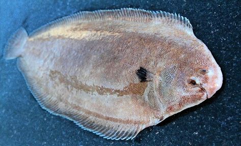 Sole Fish, Dover Sole, Flat Fish, Roger Deakins, File Image, Fresh Fish, Fish And Seafood, Fish Recipes, Lemon