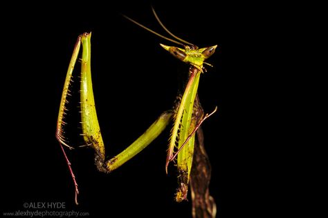 Mantis Photography, Orchid Mantis, Cool Bugs, Praying Mantis, Arthropods, Creepy Crawlies, Arachnids, Dragon Artwork, Little Critter