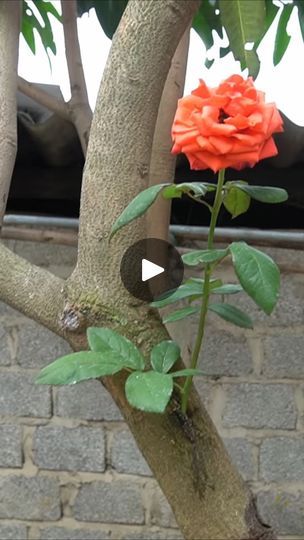 258K views · 3.5K reactions | Tips For Grafting Roses On A Creative Mango Tree #graft #creative #flower #roses #mangotree #tip | Tamuy | Global Genius · Beautiful Fascination (Instrumental) Grafting Roses, Mango Tree, Fascinator, Mango, Flowers