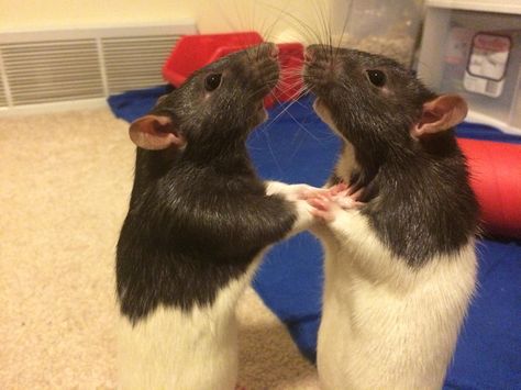 Two Rats Hugging, Two Rats In Love, Two Rats Together, Two Rats Kissing, Matching Rat Pfp, Rats Together, Rats Cuddling, Chaotic Duo, Twst Oc