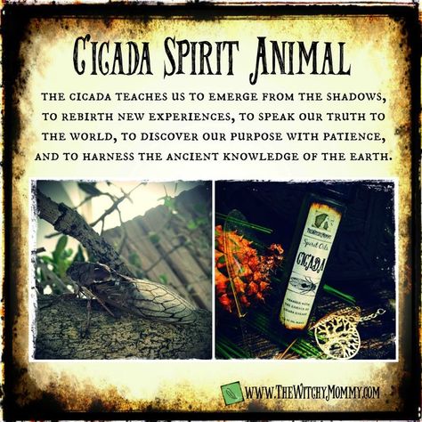 Apothecary Herbs, Witches Apothecary, Smudge Bundles, Herbal Witch, Swamp Witch, Spirit Animal Meaning, Totem Animals, Animal Meanings, Animal Tarot