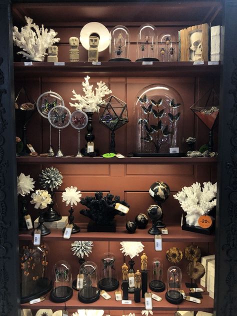 Oddities Cabinet Of Curiosities, Curio Cabinet Oddities, Shell Display Ideas, Oddity Cabinet, Color Trends 2024, Oddities Decor, Curio Display, Cabinet Of Curiosity, Decorating Home