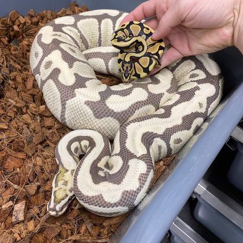 Full Grown Ball Python, Ball Python Pet, Baby Reptile, Rare Albino Animals, Cute Snakes, Pet Snakes, Bearded Dragon Cute, Python Morphs, Danger Noodles