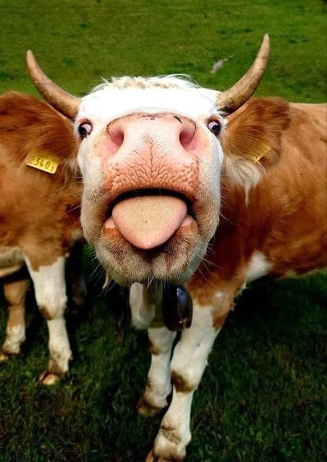 Cow Pfp, Cute Fluffy Cow, Funny Cow Pictures, Cow Fluffy, Cow Nose, Fluffy Cow, Cool Animals, Cow Cute, Strange Animals