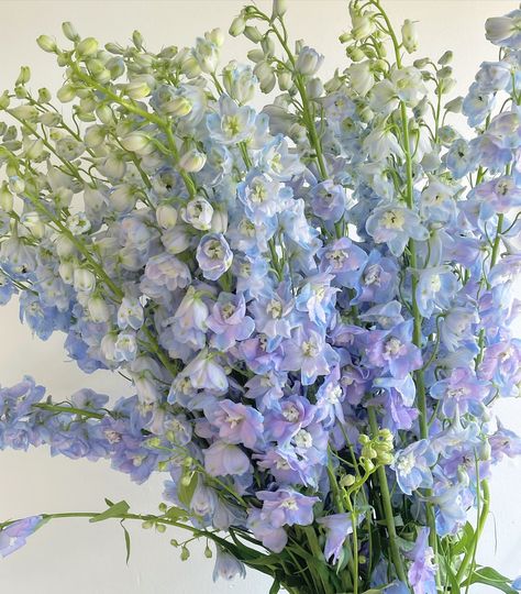 Did you know blue is the rarest / least common flower colour? A floral that’s always the top of every couple’s wishlist is DELPHINIUM! These to me are the epitome of a whimsical garden wedding, and they’re so desirable as its one of the few blue florals available as a cut flower. Delphinium is a gorgeous flower and it has the most divine stem length. When they’re in season (like right now!) I use them in every single wedding if I can! They are so dainty and the blue colour is just magic... Iris Wedding Flowers, Flower Delphinium, Periwinkle Wedding, Delphinium Flower, Iris Wedding, Whimsical Garden Wedding, Delphinium Flowers, Flower Colour, Just Magic