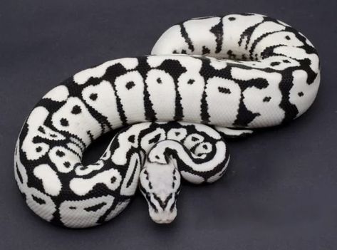 Rare Ball Python Morphs, Snake Facts, Python Morphs, Snake Photos, Colorful Snakes, Pretty Snakes, Ball Python Morphs, Ball Pythons, Snake Lovers