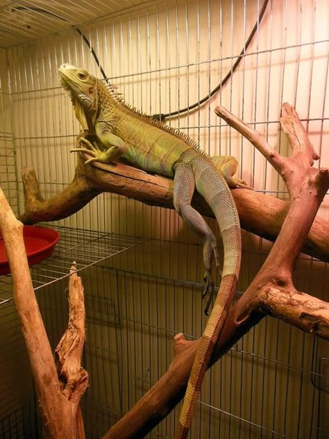 green iguana Pet Iguana, Iguana Tattoo, Iguana Pet, Green Iguana, Reptile Room, Cute Reptiles, Forest Creatures, Prehistoric Creatures, Reptiles And Amphibians