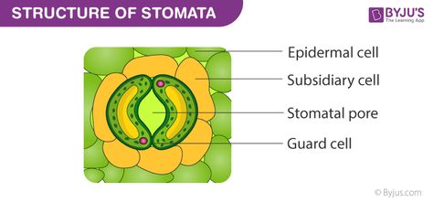 Parts Of A Leaf, Plant Kingdom, Smaller Pores, Plant Cell, Cell Wall, Vascular Plant, All About Plants, Plant Wall, Plant Leaves