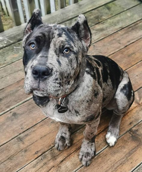 Catahoula Bulldog, Merle Bully, Pitbull Dog Breed, Puppy Fever, Bully Breeds Dogs, Cute Dogs Images, Sick Dog, Best Puppies, Cute Animals Puppies