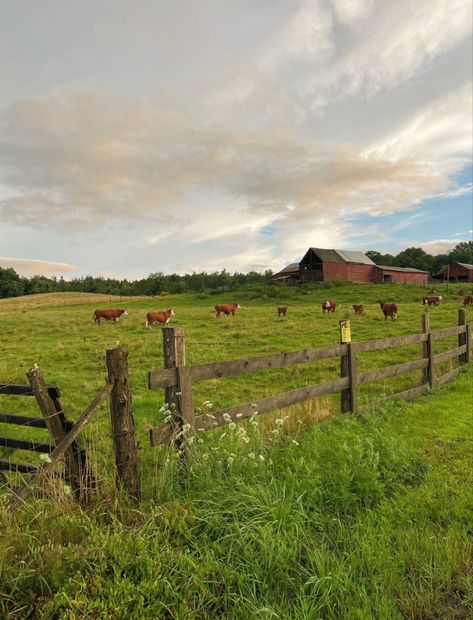 cows field pretty flowers Farm Images, Dream Barn, Farmhouse Garden, Cow Painting, Cute Cows, Reference Images, Flower Field, Big Canvas, Farm Life