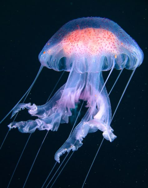 A pacific sea jellyfish in dark water. Life Under Water, Big Surf, Red Bluff, Under Water, Indian Ocean, Western Australia, The Desert, Jellyfish, Sea Life