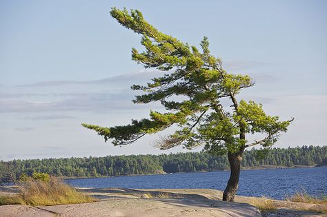 Canadian Shield, Jack Pine, Rocky Shoreline, Ontario Parks, Georgian Bay, Watercolor Tree, Autumn Scenery, Large Canvas Art, Canadian Art