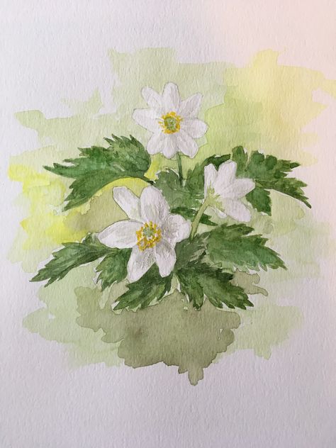 Wood Anemone Drawing, Anemone Nemorosa, Line And Wash, Turtle Homes, Wood Anemone, Spring Window, Watercolor Flower Art, Creative Workshop, Growth Chart