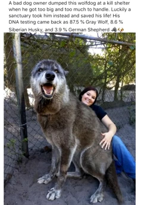 A bad dog owner dumped this wolfdog at a kill shelter when he got too big and too much to handle. Luckily a sanctuary took him instead and saved his life! His DNA testing came back as 87.5 % Gray Wolf, 8.6 % Siberian Husky and German Shepherd – popular America’s best pics and videos on the site https://americasbestpics.com Funny Love Pictures, Giant Dogs, Bad Dog, Baby Animals Funny, Wolf Dog, Dog Memes, Siberian Husky, Australian Shepherd, Big Dogs