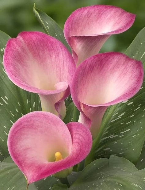 Cut Flower Food, Pink Calla Lilies, Mini Calla Lilies, Calla Lily Flowers, Lily Garden, Hawaiian Art, Lily Flowers, Gardening 101, Mini Pink