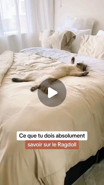 Comportementaliste Félin on Instagram: "Ce que tu dois absolument savoir sur le Ragdoll 😻

🧸 Doudous Vivants : Les Ragdolls se détendent complètement quand on les porte, d’où leur nom qui signifie “poupée de chiffon”. Leur calme est légendaire.

🐾 Chats-chiens : Ils suivent leurs propriétaires partout et peuvent même rapporter des objets comme les chiens !

👀 Yeux Hypnotiques : Leurs yeux bleus profonds symbolisent la pureté génétique de la race, offrant un regard calmant.

📏 Ignorance de leur taille : Malgré leur grande taille, ils agissent souvent comme de petits chatons, cherchant les recoins cosy.

🕒 Maturité Tardive : Vivant jusqu’à 15 ans, ils atteignent leur maturité complète vers 4 ans.

#cat #catlover #cats #ragdoll #ragdollcat #expertduchat #catsofinstagram #cats_of_world" Cats Ragdoll, Lilac Point Ragdoll, Cat Races, Blue Bicolor Ragdoll Cat, Blue Bicolor Ragdoll, White Rag Doll Cat, Flamepoint Ragdoll Cat, Ragdoll Cat, Cat Treats