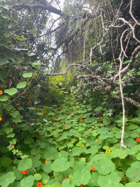 valley of nasturtiums in a forest
vines are growing everywhere Clementine Core Aesthetic, Capucine Core, Clementine Aesthetic, Nasturtium Flower Aesthetic, Nasturtium Climbing, Nasturtium Vine, Clementine Fruit Aesthetic, + Core + Aesthetic, My Vibe