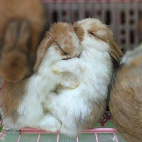 Bunny Care, Cute Bunny Pictures, Bunny Mom, Bunny Pictures, Bunny Lovers, Baby Animals Funny, Pet Rabbit, Funny Bunnies