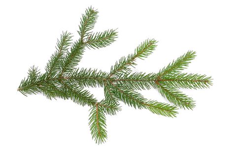 Pine Branch. On white background , #affiliate, #Branch, #Pine, #background, #white #ad Pine Tattoo Branch, Pinecone On Branch, Pine Needle Tattoo Branches, Spruce Branch, Pine Branches, Leaf Images, Pine Branch, Background White, Digital Stickers