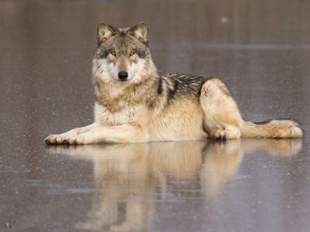 Wolf’s Rain, Wolf Poses, Wolf Husky, Wolf Photography, Wolf Photos, Timber Wolf, Wolf Love, Howl At The Moon, Wolf Pictures