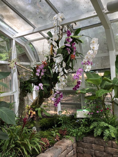 This massive orchid at a greenhouse in the outer banks Interior Design Minimal, Arusha Tanzania, Orchid Greenhouse, Plant Structure, Manor Garden, Carport Designs, Home Greenhouse, Double Dutch, Orchid Garden