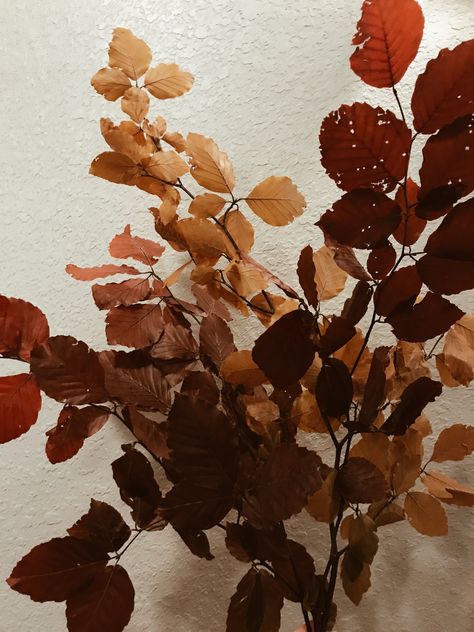 Fall greenery, copper leaves, fall wedding Copper Beach Foliage, Copper Beech Foliage, Copper Beach, Fall Greenery, Copper Beech, Leaves Fall, Wedding Leaves, Fall Favorites, Autumn Leaves