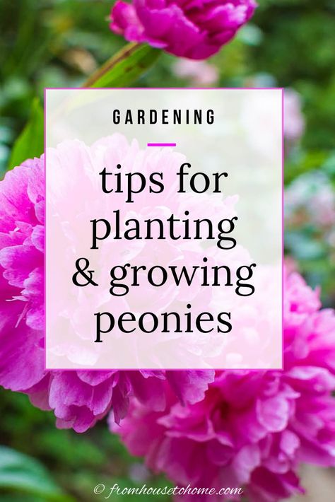 tips for planting & growing peonies | Gardening Peony Care Tips, How To Grow Peonies, Grow Peonies, Peony Plant, Full Sun Garden, Peony Farm, Full Sun Flowers, Full Sun Shrubs, Peony Care