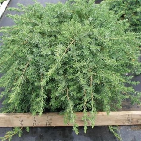 Sixteen 16 BLUE PACIFIC JUNIPER Starter Plants Amazing | Etsy Blue Star Juniper, Blue Juniper, Laurel Shrub, Evergreen Groundcover, Arborvitae Tree, Wisteria Tree, Redbud Tree, Dogwood Trees, Invasive Plants