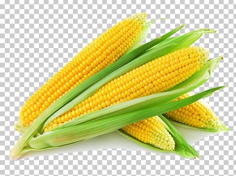 Corn Health Benefits, Sistem Saraf, Corn Maize, Breakfast Low Carb, Capsicum Annuum, Corn Seed, Yellow Corn, Corn Soup, Ears Of Corn