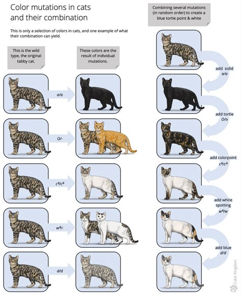 Cat Genetics, Cat And Dog Photos, Pig Breeds, Cat Drawing Tutorial, Outdoor Cat Enclosure, Cat Anatomy, Warrior Cat Drawings, Kitten Care, Cat Reference