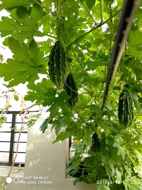 Karela Momordica charantia Momordica charantia, known as bitter melon, bitter gourd Bitter Gourd Plant, Massive Garden, Momordica Charantia, Plant Varieties, Bitter Melon, Bitter Gourd, Gourds, Bitter, Honduras