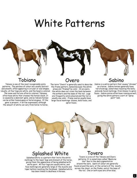 Descriptions of five different White Pattern Paint Horses Horse Color Chart, Horse Judging, Types Of Paint, Horse Breeding, Horse Markings, Horse Coat Colors, Horse Lessons, Horse Information, Paint Horses