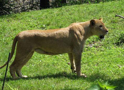 Lioness side view Lion Side View, Profile Images, Lions Photos, Animal Anatomy, African Lion, Side Profile, Animals Of The World, Photo Reference, Creature Design