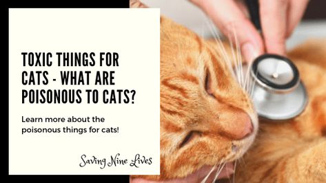 Dangers In The Home For Your Cats - Saving Nine Lives Things For Cats, Types Of Worms, Outdoor Cat Shelter, Feral Cat Shelter, House Cats, Outdoor Cat House, Sleeping All Day, Nine Lives, Feral Cats