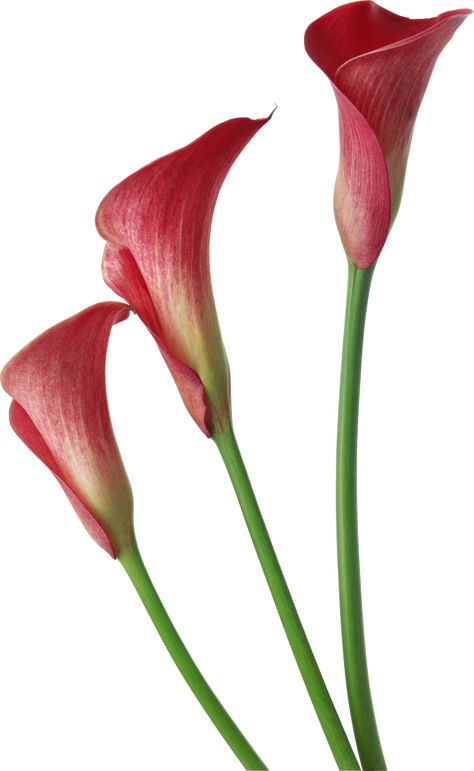 Red Transparent Calla Lilies Flowers Clipart Calla Lily Flowers, Scrapbook Flowers, Stargazer Lily, Dmc Floss, Watering Globe, Lily Flower, Calla Lily, Flower Power, Stitch Patterns