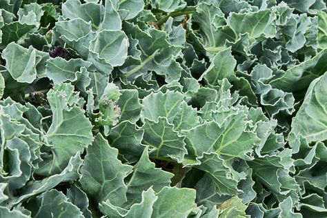 Crambe maritima (Sea Kale) Sea Kale, Sargassum Seaweed, Lavender Hidcote, Red Russian Kale, Garlicky Kale, Allium Schoenoprasum, Mexican Sunflower, Kale Leaves, Coastal Gardens