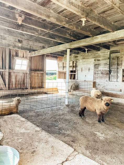 Sheep Enclosure, Sheep Stable, Babydoll Sheep, Sheep House, Sheep Pen, Barn Layout, Goat Barn, Homestead Farm, Dream Farm