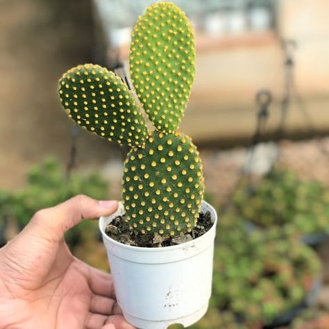 Bunny Ear Cactus, Opuntia Microdasys, Stone Plant, Cactus Care, Container Gardening Flowers, Garden Nursery, Botanical Drawings, Plant Nursery, Cactus And Succulents