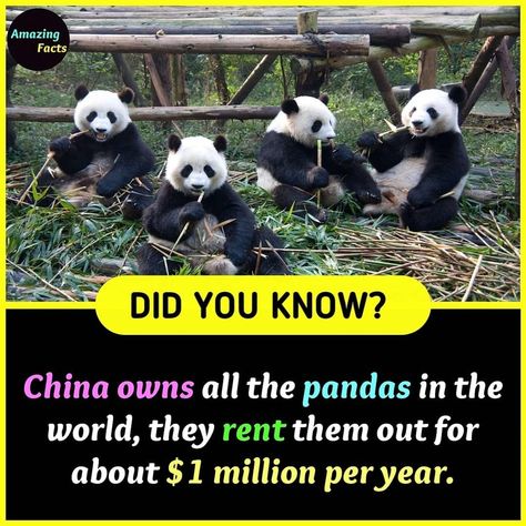 Facts #panda #China #making money Facts About China, China Facts, Odd Facts, Psychological Facts Interesting, Unique Facts, Strange Facts, About China, Positive Wallpapers, Interesting Facts About World