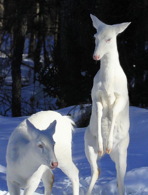 ☀Albino Whitetail Deer ~    She's a Little Bit Dangerous by Michael* Albino Deer, Rare Albino Animals, Zoo Zoo, White Animals, Giant Cat, Albino Animals, White King, Rare Animals, Whitetail Deer