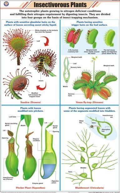 Plant Chart, Bog Gardens, Carnivore Plants, Carnivorous Plants Terrarium, Insectivorous Plant, Bog Garden, Plant Book, Fly Trap, Red Girl