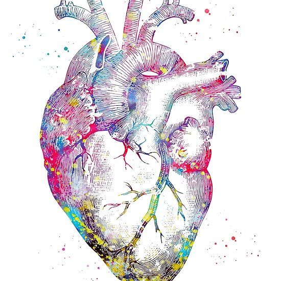 Fofinho Medical  Heart  Anatomy art Medical Aesthetic HD phone wallpaper   Pxfuel