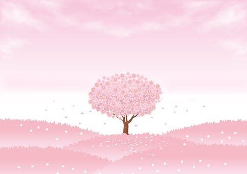 Gambar Wallpaper Kucing Pink Spring Background Sakura Tree Free Background Images