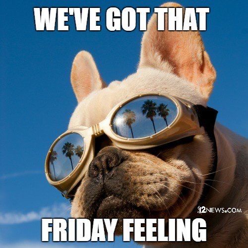 Featured image of post Tgif Meme Dog