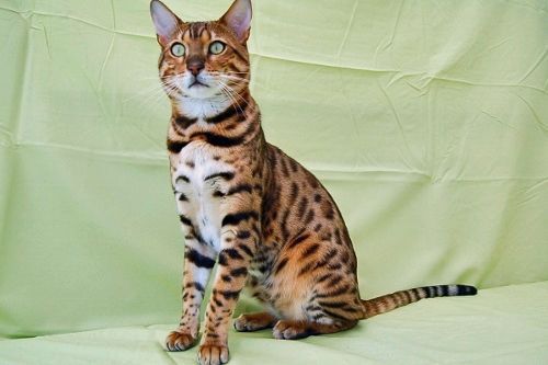 Bengal Cat Found