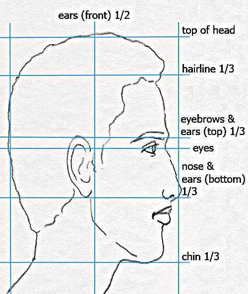 human head profile proportions