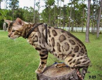 Bengal Cat Breeders Florida